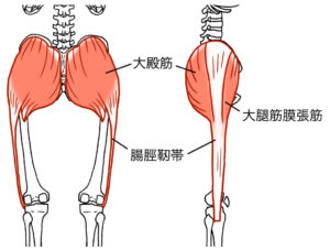 臀部の筋肉