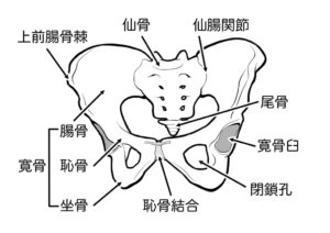 仙腸関節