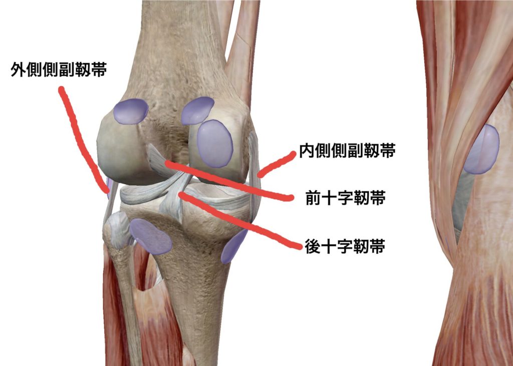 膝の靭帯