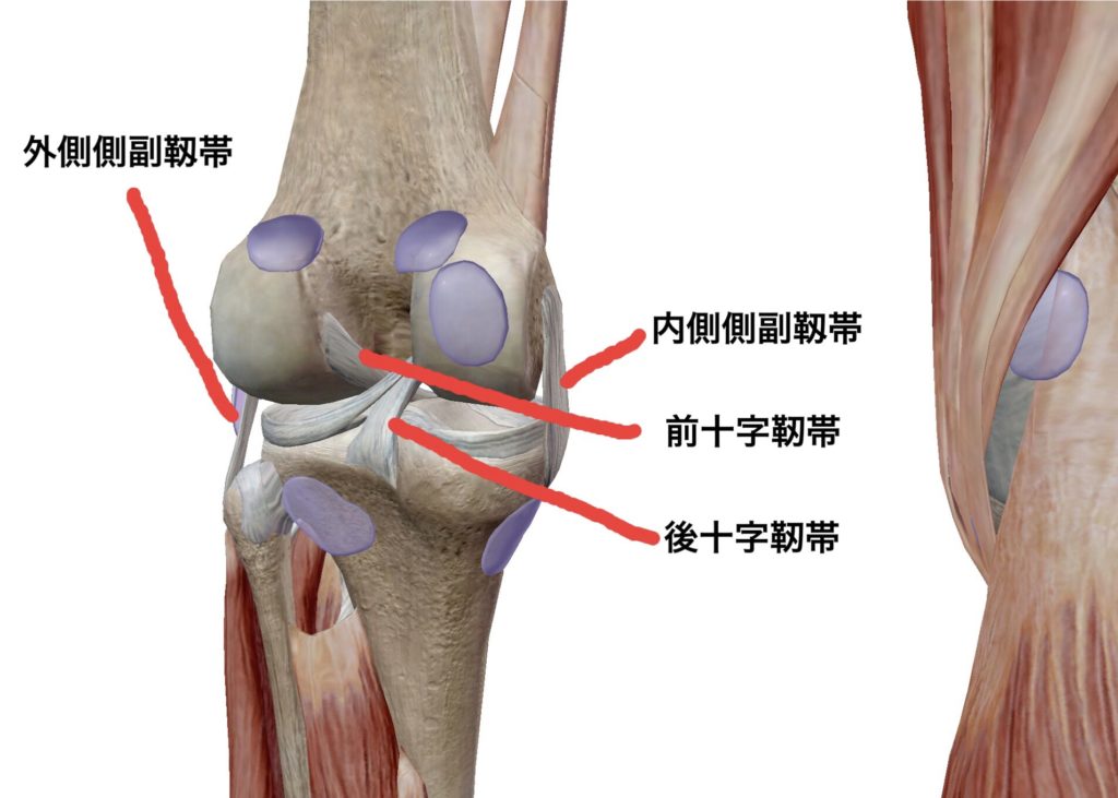 膝蓋靭帯損傷について 膝の靭帯損傷 大倉山駅前 Yokohama Seed 横浜seedはり灸 マッサージ院 Seed Gym