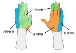 手の感覚神経支配