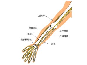 腕の神経の走行