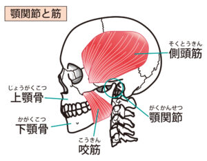 頭蓋骨の筋肉